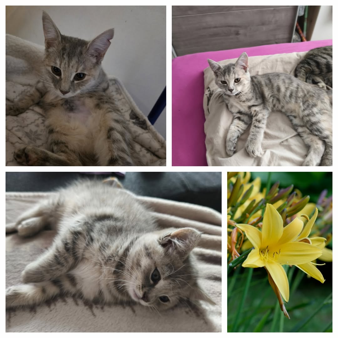 PROJEKT FELITI KASTRUJE – PŘÍBĚH č. 9974

Jihomoravský kraj nám píše další z pří...