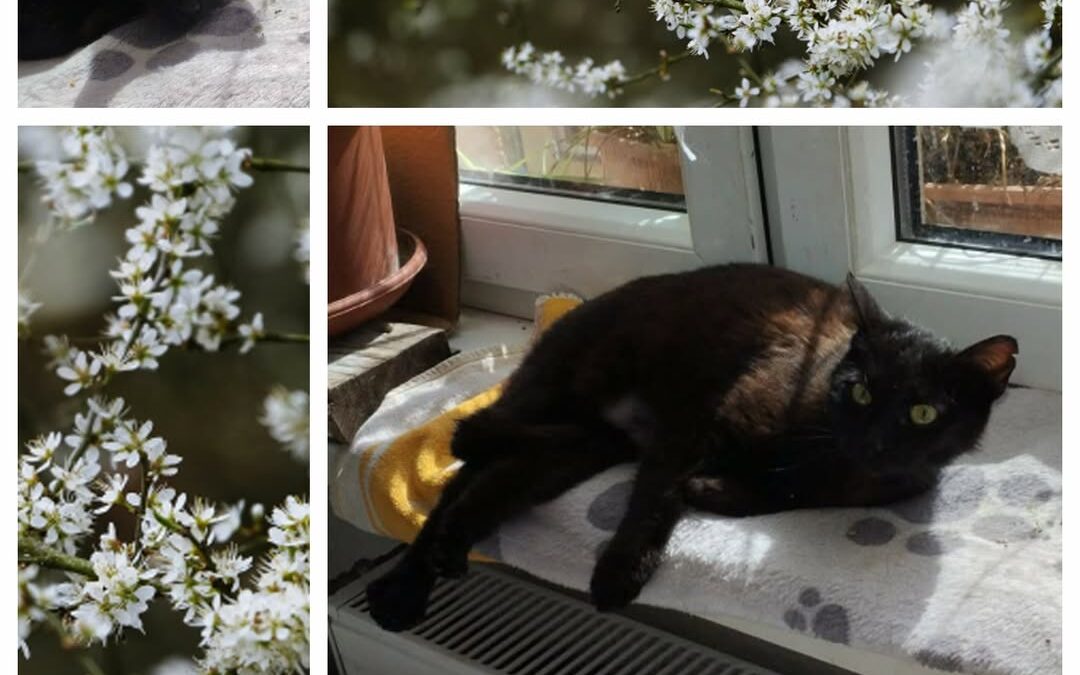 PROJEKT FELITI KASTRUJE – PŘÍBĚH č. 9975

Po krátkém čase se vracíme za paní Jan…