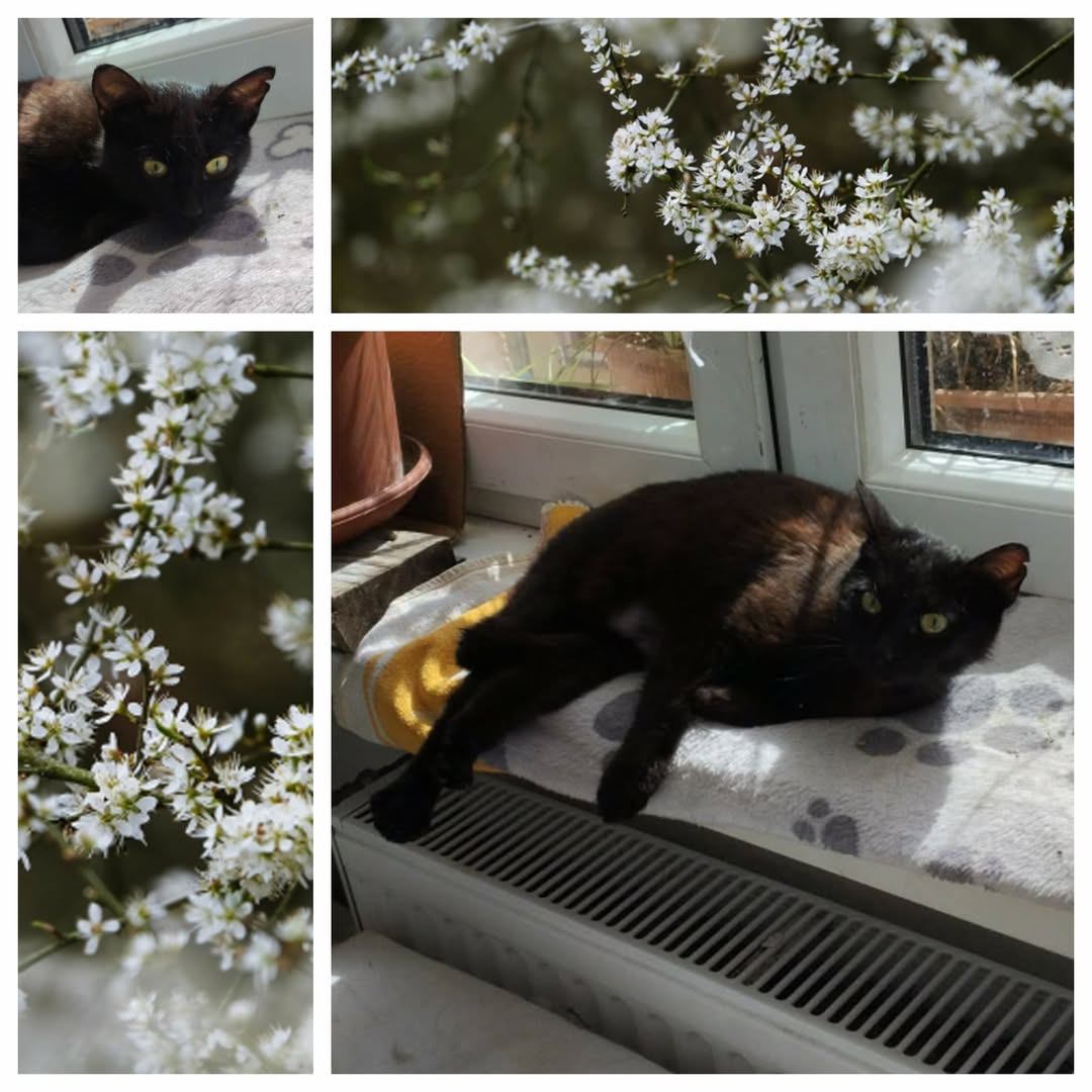 PROJEKT FELITI KASTRUJE – PŘÍBĚH č. 9975

Po krátkém čase se vracíme za paní Jan...