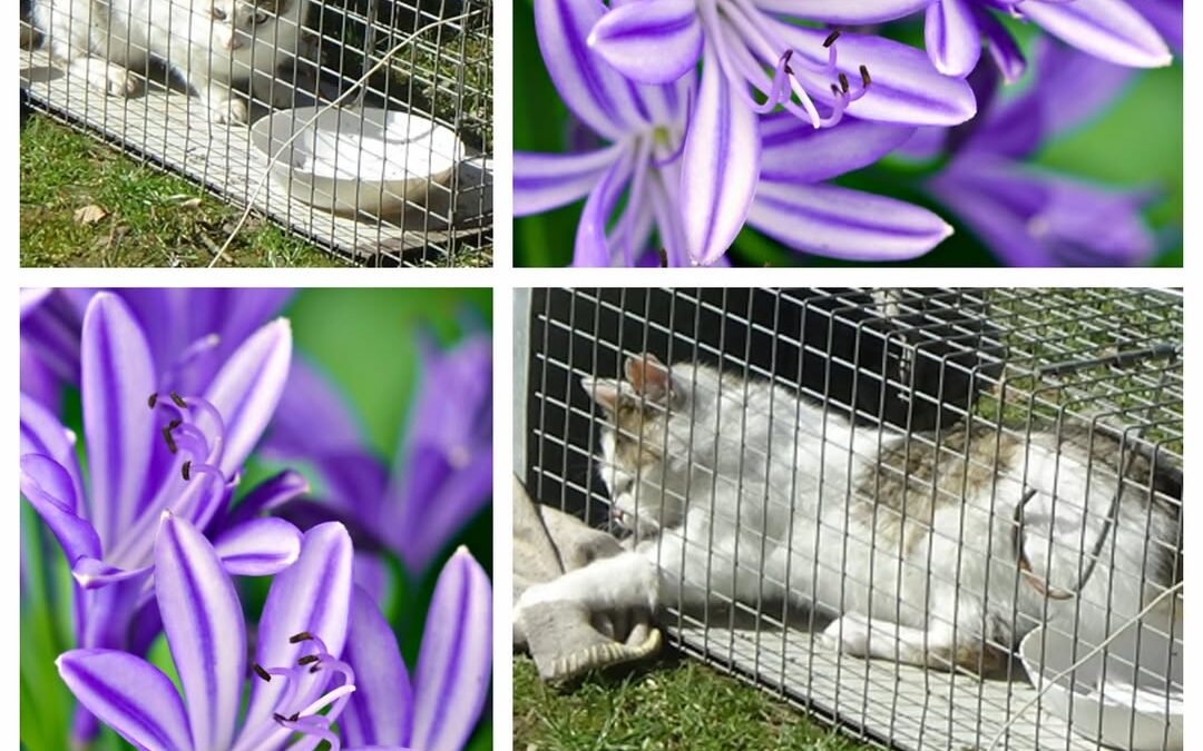 PROJEKT FELITI KASTRUJE – PŘÍBĚH č. 9976

Příběh opuštěných kočiček řešíme nedal…