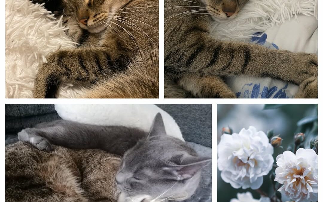 PROJEKT FELITI KASTRUJE – PŘÍBĚH č. 9977-9978

V jedné z částí Prahy potřebovala…