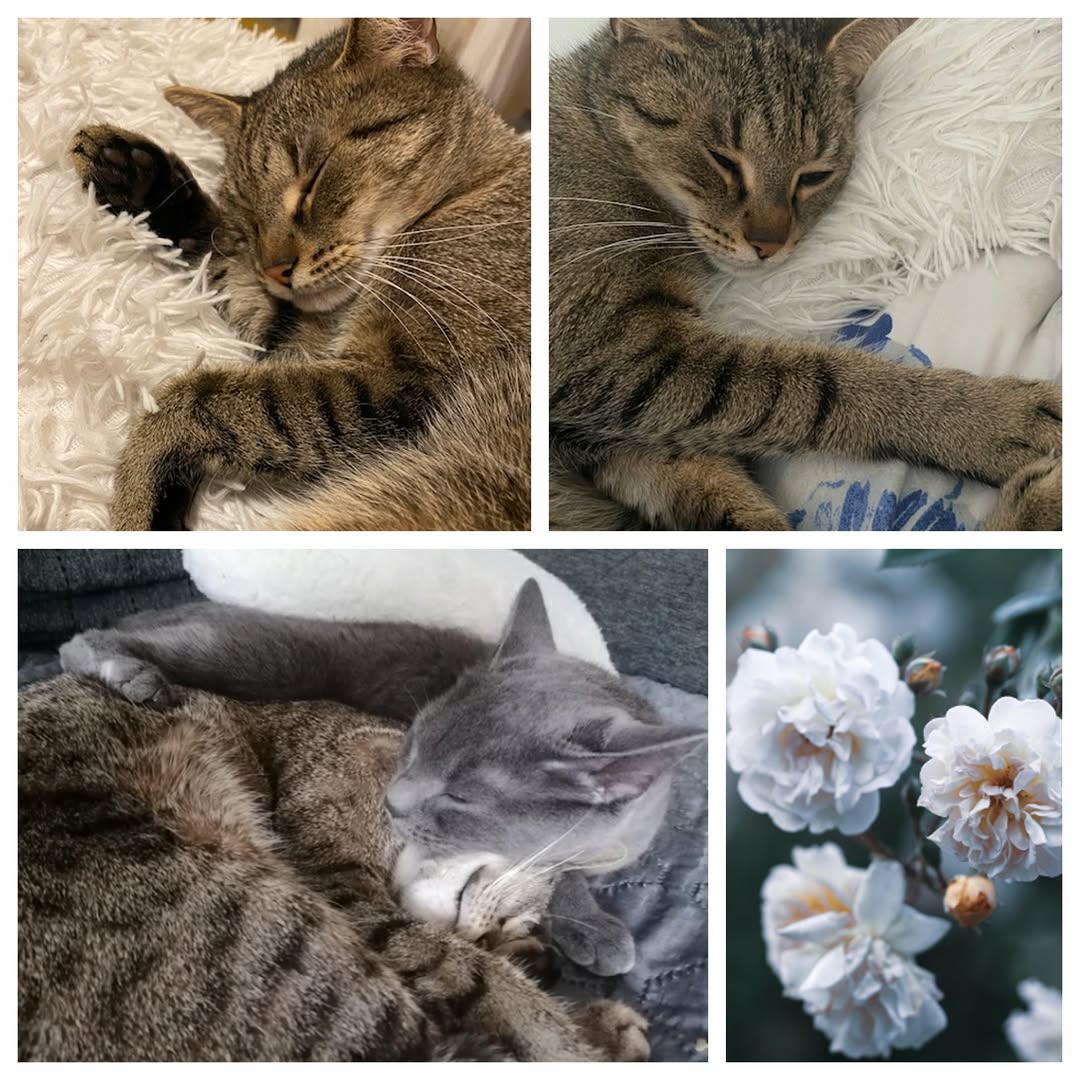 PROJEKT FELITI KASTRUJE – PŘÍBĚH č. 9977-9978

V jedné z částí Prahy potřebovala...