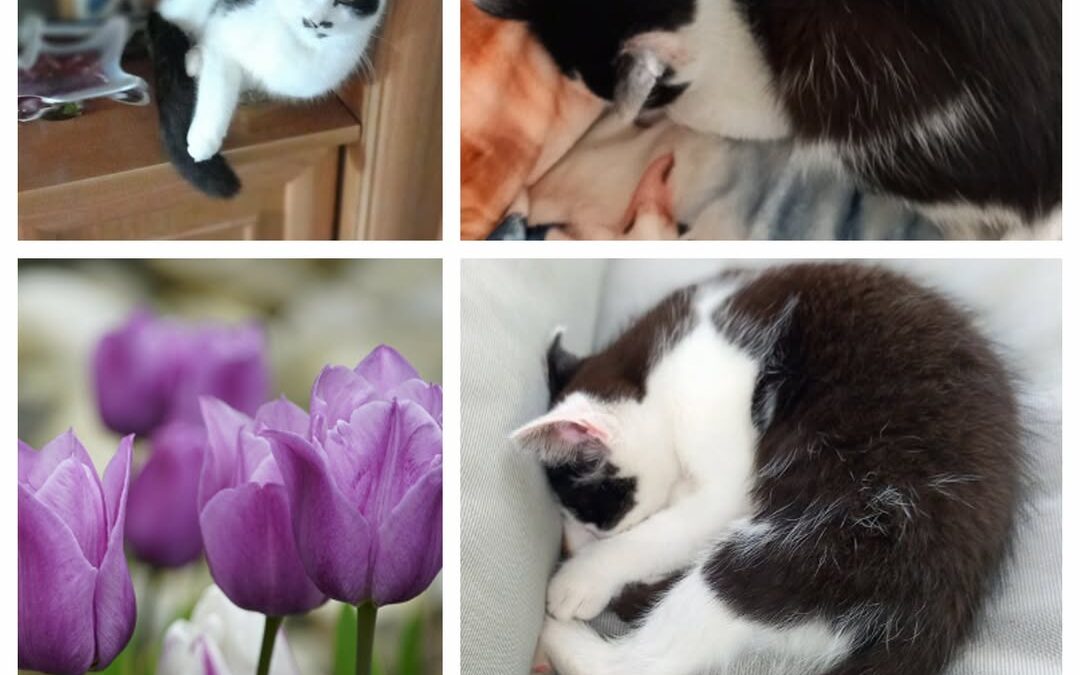 PROJEKT FELITI KASTRUJE – PŘÍBĚH č. 9980

Zde píše příběh kocoura Charlieho pan …