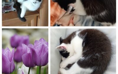 PROJEKT FELITI KASTRUJE – PŘÍBĚH č. 9980

Zde píše příběh kocoura Charlieho pan …