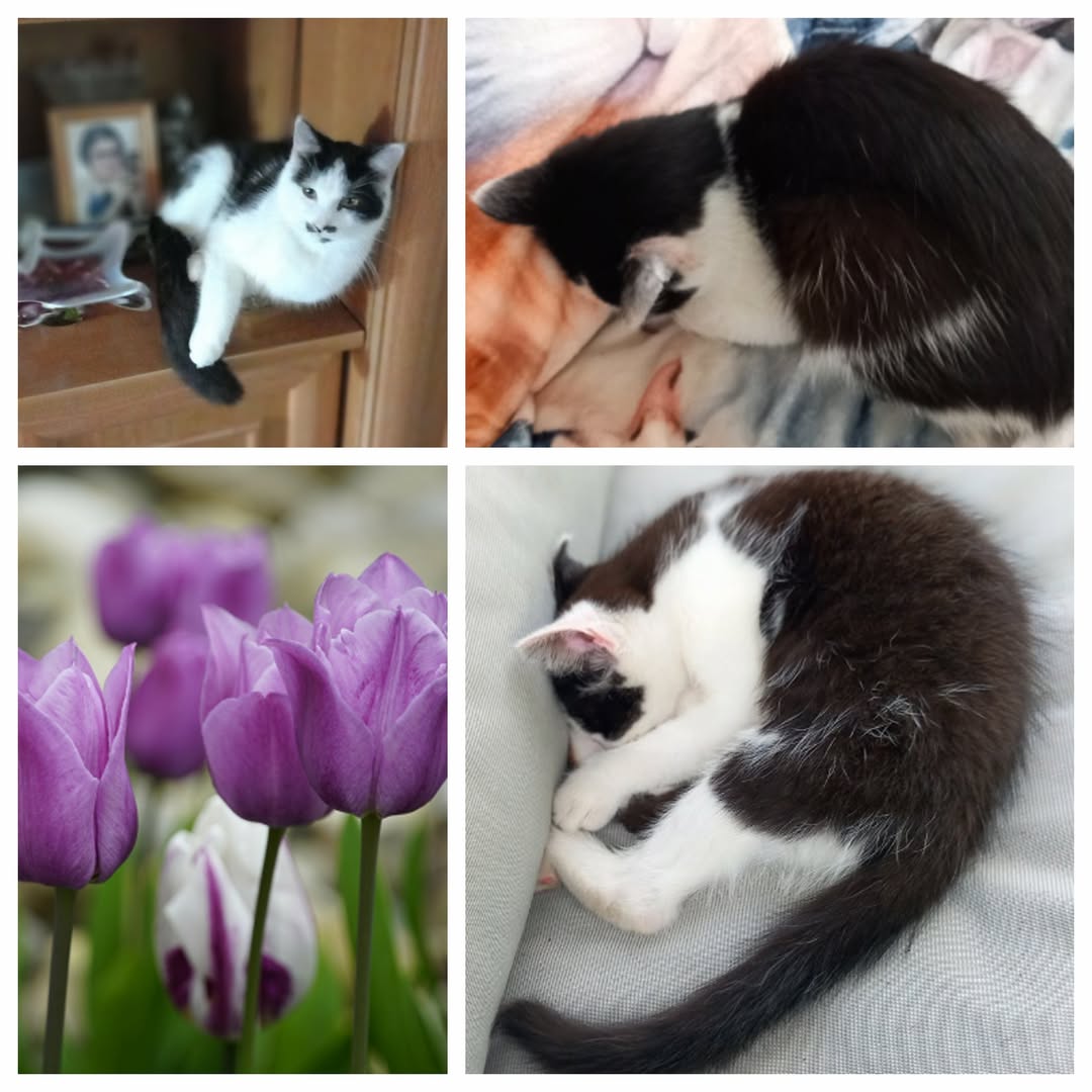 PROJEKT FELITI KASTRUJE – PŘÍBĚH č. 9980

Zde píše příběh kocoura Charlieho pan ...