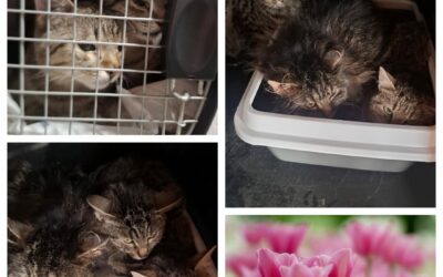 PROJEKT FELITI KASTRUJE – PŘÍBĚH č. 9981-9985

S prosbou o pomoc se na nás obrát…