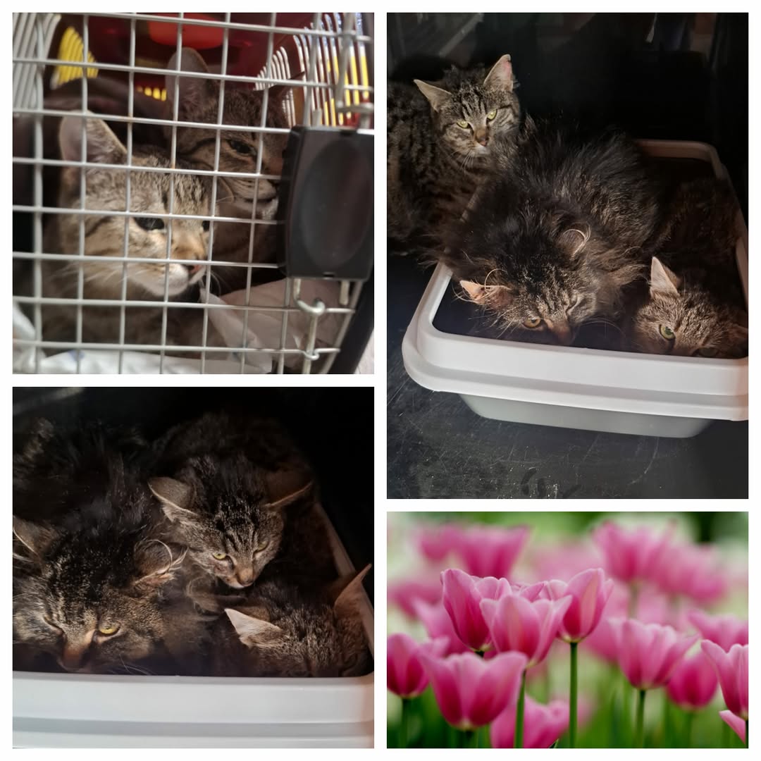 PROJEKT FELITI KASTRUJE – PŘÍBĚH č. 9981-9985

S prosbou o pomoc se na nás obrát...