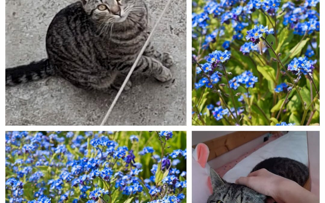 PROJEKT FELITI KASTRUJE – PŘÍBĚH č. 9986

Příběh paní Martiny začal jednoduše …..