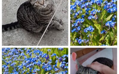 PROJEKT FELITI KASTRUJE – PŘÍBĚH č. 9986

Příběh paní Martiny začal jednoduše …..