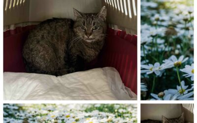 PROJEKT FELITI KASTRUJE – PŘÍBĚH č. 9987

Kočička Mourinka byla odchycena v jedn…