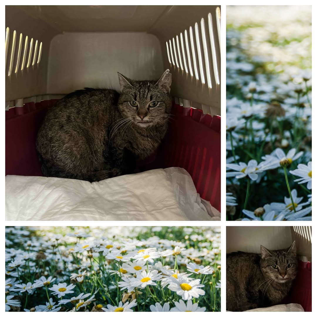 PROJEKT FELITI KASTRUJE – PŘÍBĚH č. 9987

Kočička Mourinka byla odchycena v jedn...