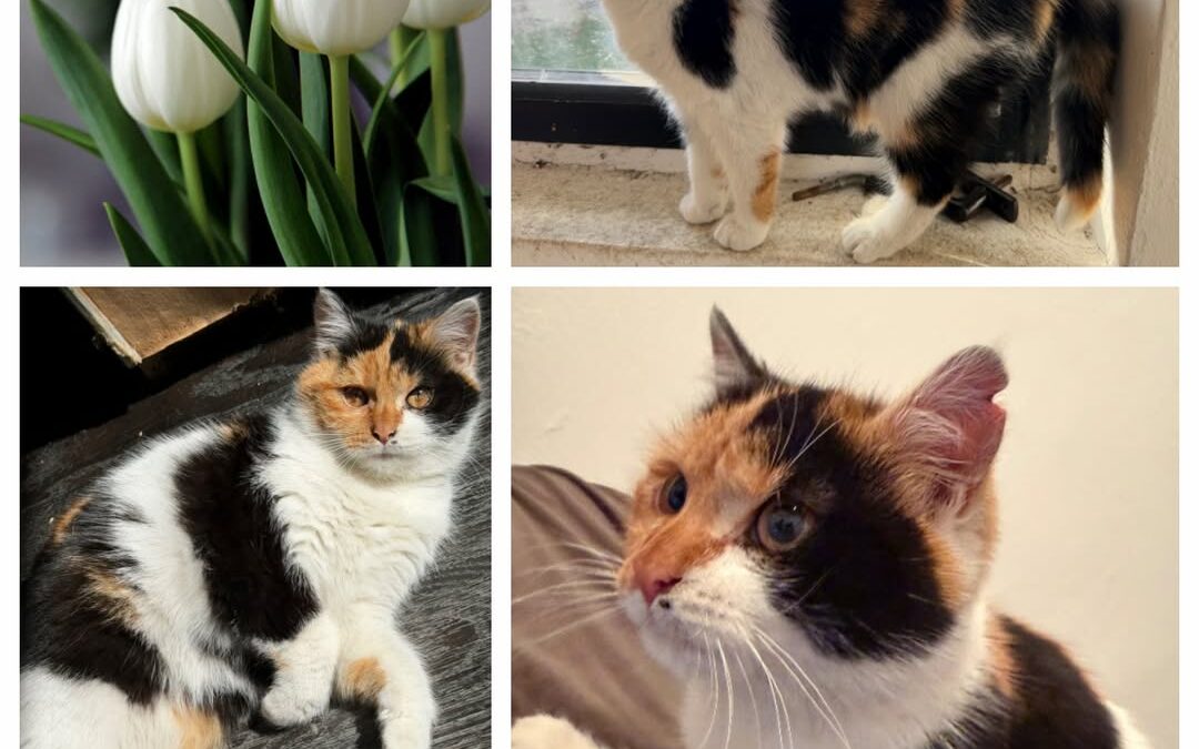 PROJEKT FELITI KASTRUJE – PŘÍBĚH č. 9988

Příběh začal v loni na podzim, kdy Fel…