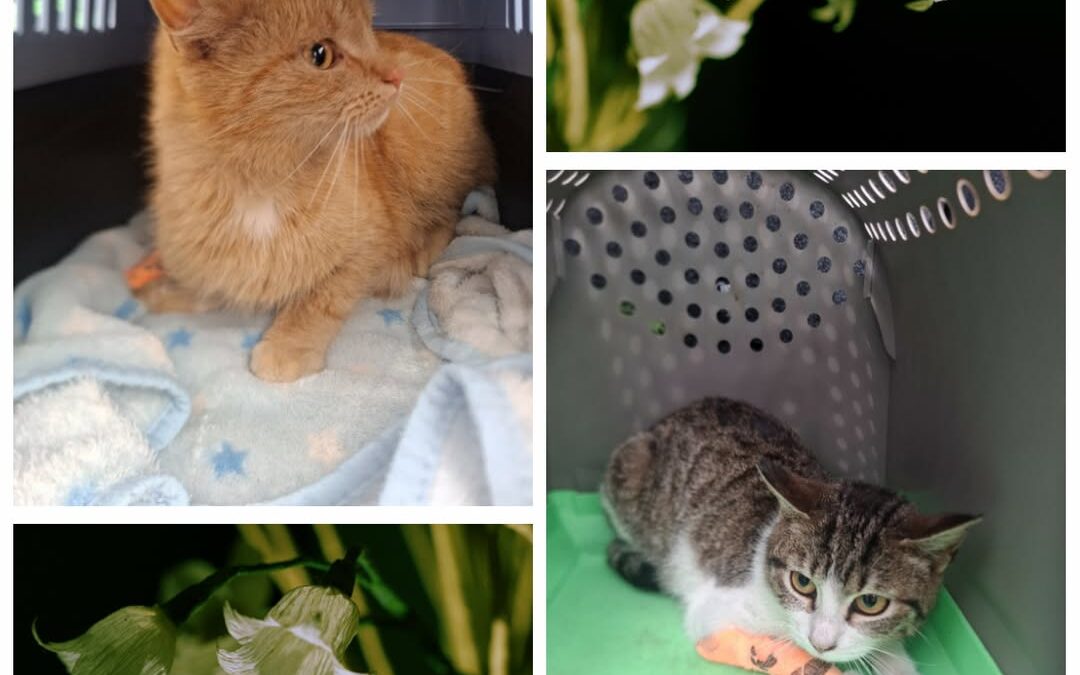 PROJEKT FELITI KASTRUJE – PŘÍBĚH č. 9989-9990

S prosbou o vykastrovaní dvou koč…