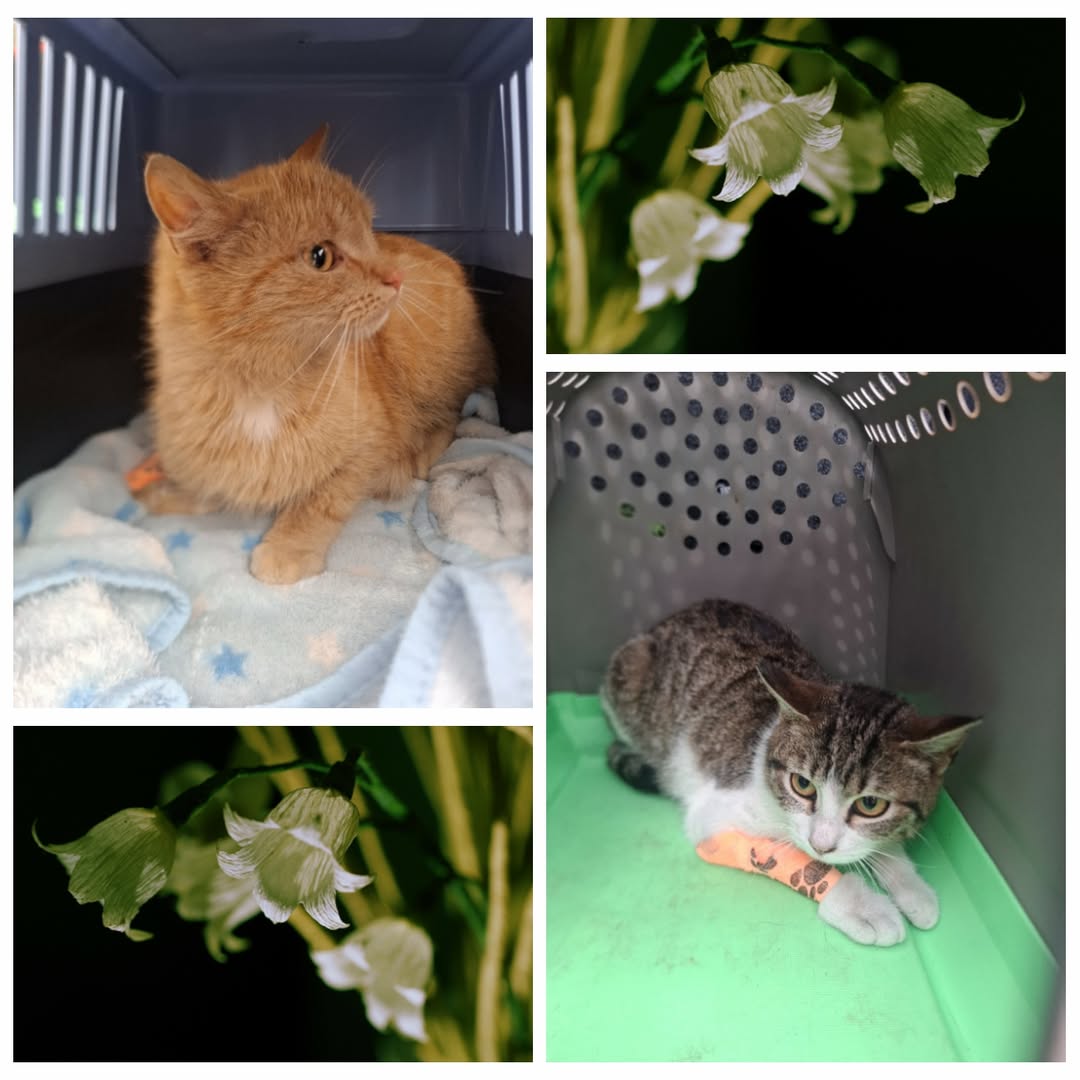 PROJEKT FELITI KASTRUJE – PŘÍBĚH č. 9989-9990

S prosbou o vykastrovaní dvou koč...