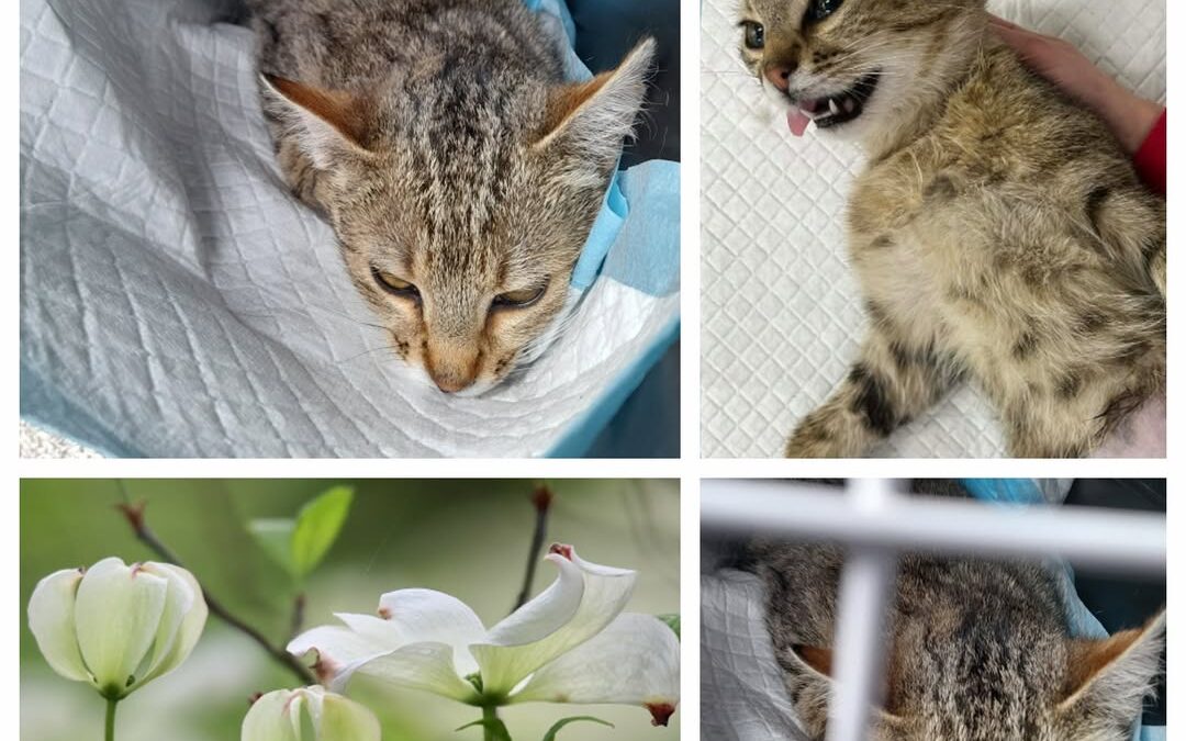 PROJEKT FELITI KASTRUJE – PŘÍBĚH č. 9991

Opět se na vás obracím s prosbou o pom…