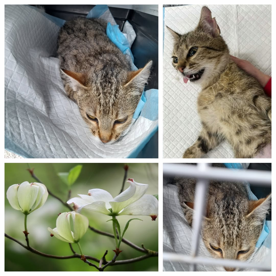 PROJEKT FELITI KASTRUJE – PŘÍBĚH č. 9991

Opět se na vás obracím s prosbou o pom...