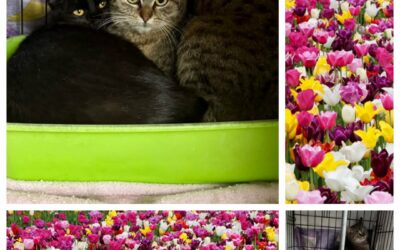 PROJEKT FELITI KASTRUJE – PŘÍBĚH č. 9992-9993

Za humny není drak. Jsou tam kočk…