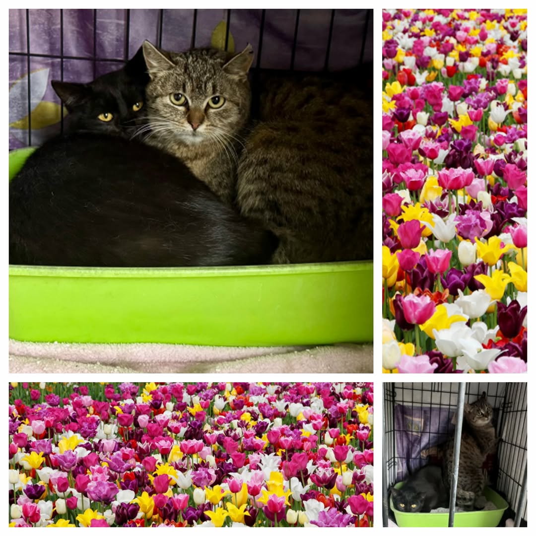 PROJEKT FELITI KASTRUJE – PŘÍBĚH č. 9992-9993

Za humny není drak. Jsou tam kočk...