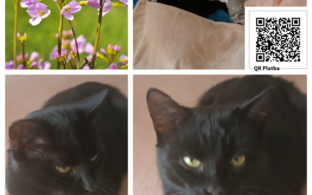 PROJEKT FELITI KASTRUJE – PŘÍBĚH č. 9994

Ostravsko přináší příběh paní Pavly.. …