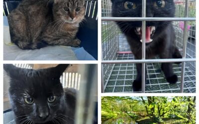 PROJEKT FELITI KASTRUJE – PŘÍBĚH č. 9995-9997

Za humny není drak. Jsou tam kočk…