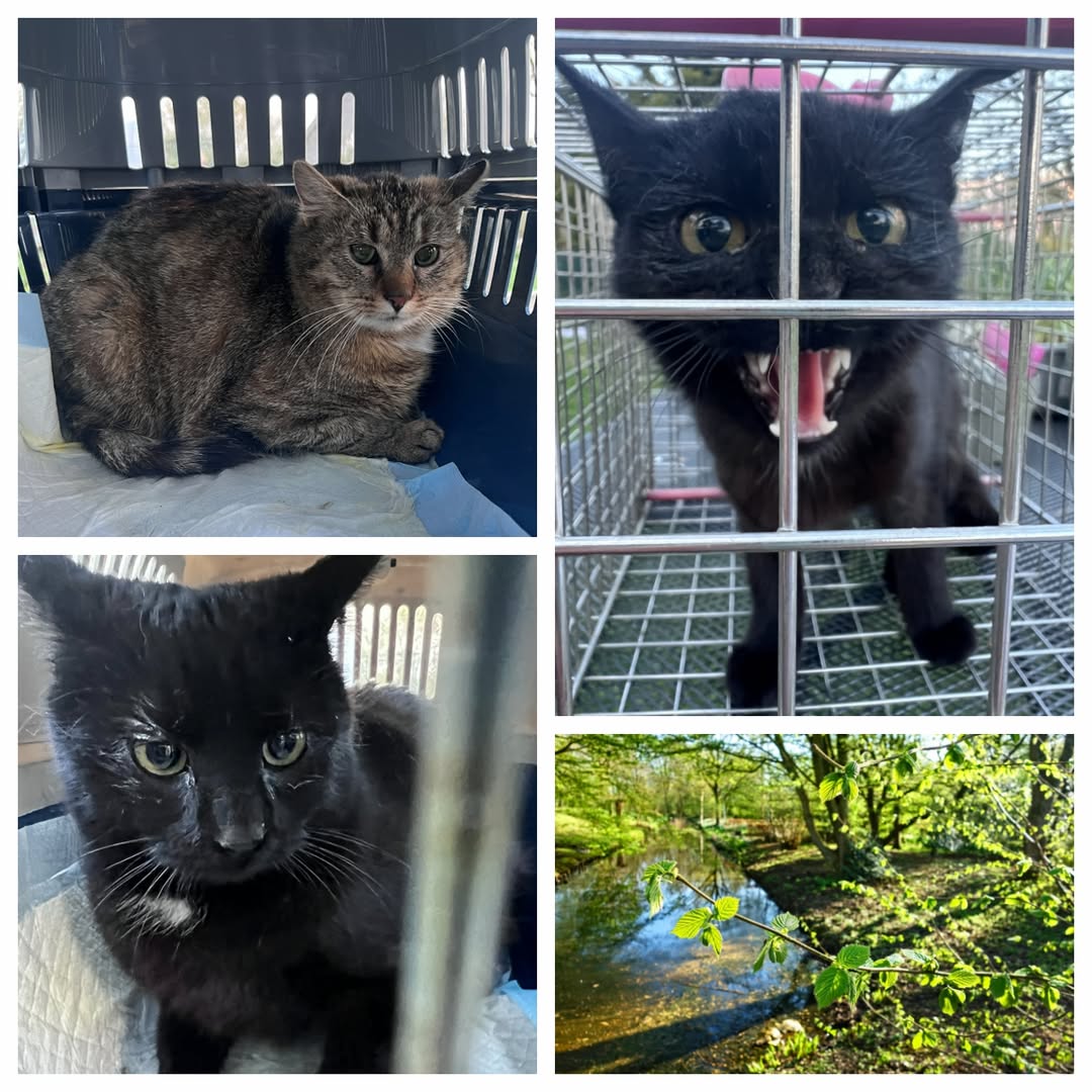 PROJEKT FELITI KASTRUJE – PŘÍBĚH č. 9995-9997

Za humny není drak. Jsou tam kočk...