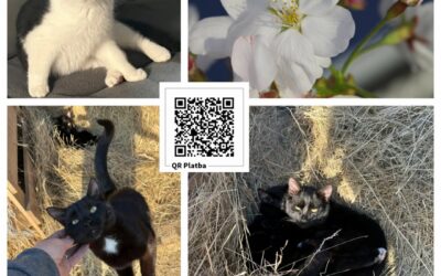PROJEKT FELITI KASTRUJE – PŘÍBĚH č. 10001-10004

Tentokrát jsme pomohli přispět …