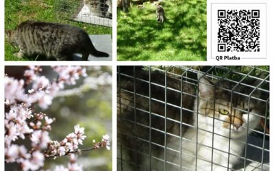 PROJEKT FELITI KASTRUJE – PŘÍBĚH č. 10007

Už mnoho z vás si určitě bude pamatov…