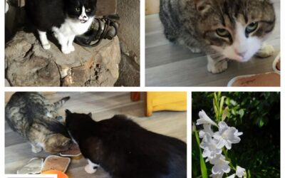 PROJEKT FELITI KASTRUJE – PŘÍBĚH č. 10008-10009

Zde jsme byli rádi nápomocni s …