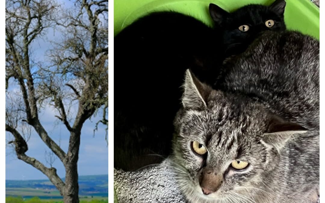 PROJEKT FELITI KASTRUJE – PŘÍBĚH č. 10011-10012

Za humny není drak. Jsou tam ko…