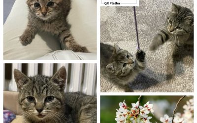 PROJEKT FELITI KASTRUJE – PŘÍBĚH č. 10018-10019
Příběh z Moravskoslezského kraj…