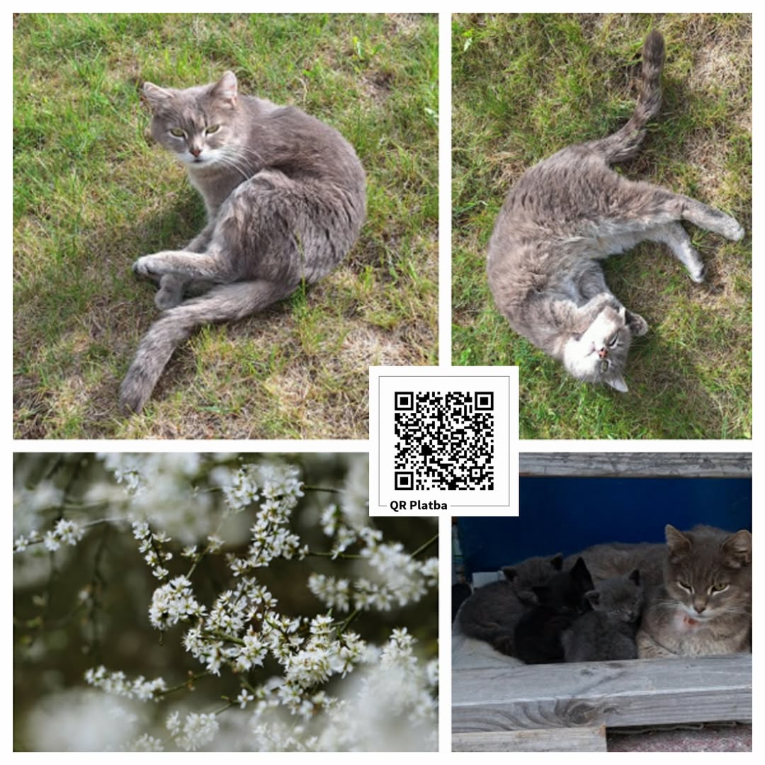 PROJEKT FELITI KASTRUJE – PŘÍBĚH č. 10021

Další náš příspěvek směřoval do Jihoč...