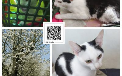 PROJEKT FELITI KASTRUJE – PŘÍBĚH č. 10026

Vloni v srpnu při procházce v lese, j…