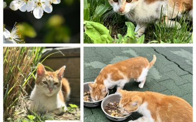 PROJEKT FELITI KASTRUJE – PŘÍBĚH č. 10027-10028

Tento příběh paní Beatrice píše…