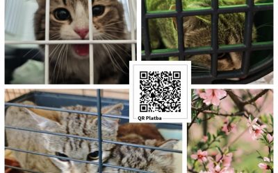 PROJEKT FELITI KASTRUJE – PŘÍBĚH č. 10029-10030

Příběh ze Středočeského kraje n…