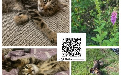 PROJEKT FELITI KASTRUJE – PŘÍBĚH č. 10031

Je radost číst příběhy, jako je tento…