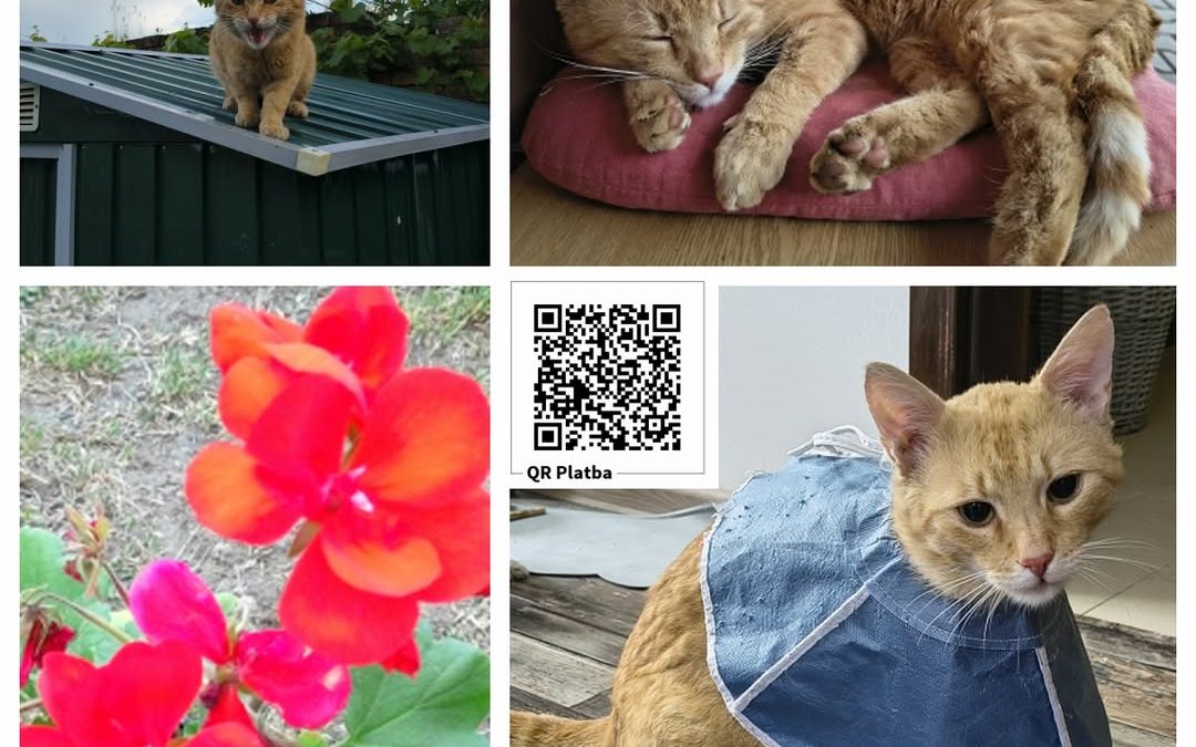 PROJEKT FELITI KASTRUJE – PŘÍBĚH č. 10032

Je radost číst příběh jako je tento o…