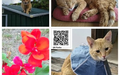 PROJEKT FELITI KASTRUJE – PŘÍBĚH č. 10032

Je radost číst příběh jako je tento o…
