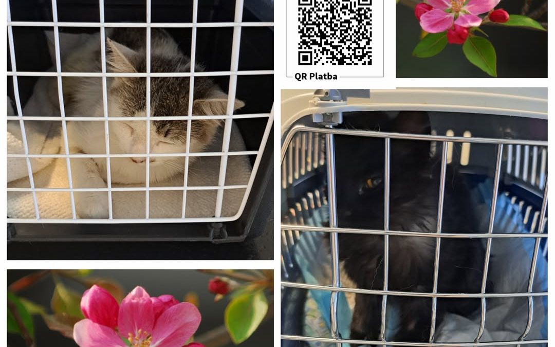 PROJEKT FELITI KASTRUJE – PŘÍBĚH č. 10037-10038

Ulice hlavního města jsou plné …