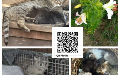 PROJEKT FELITI KASTRUJE – PŘÍBĚH č. 10040

Příběh paní Hany začal, když jedna to…