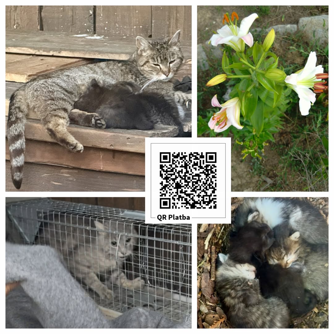 PROJEKT FELITI KASTRUJE – PŘÍBĚH č. 10040

Příběh paní Hany začal, když jedna to...