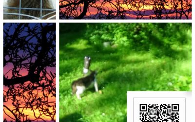 PROJEKT FELITI KASTRUJE – PŘÍBĚH č. 10041
A už potřetí se s panem Jiřím vracíme…