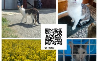 PROJEKT FELITI KASTRUJE – PŘÍBĚH č. 10048

Příběh z Vysočina je od paní Ivety.. …