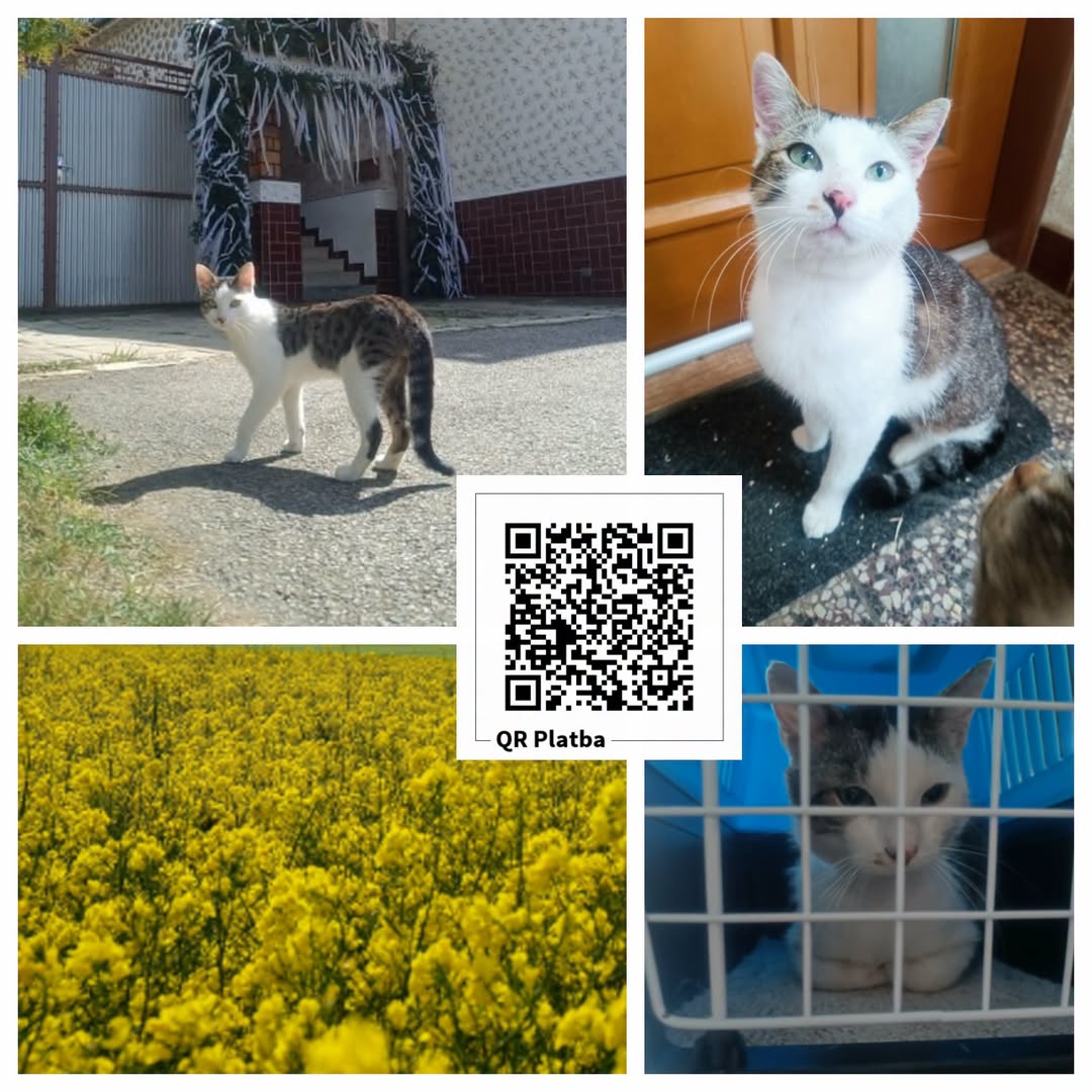 PROJEKT FELITI KASTRUJE – PŘÍBĚH č. 10048

Příběh z Vysočina je od paní Ivety.. ...