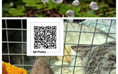 PROJEKT FELITI KASTRUJE – PŘÍBĚH č. 10049

Zde se vydáme do Ústeckého kraje, kde…