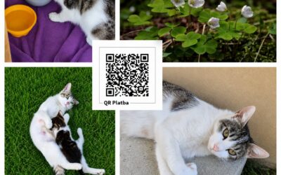 PROJEKT FELITI KASTRUJE – PŘÍBĚH č. 10051

Z Královéhradeckého kraje si zde může…