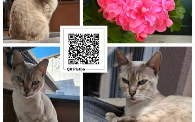 PROJEKT FELITI KASTRUJE – PŘÍBĚH č. 10054

Náš další příběh ukazuje laskavost, a…