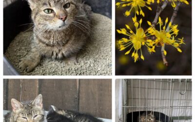 PROJEKT FELITI KASTRUJE – PŘÍBĚH č. 10057

Jak příběh paní Hany začal, to mnozí …