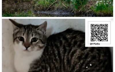 PROJEKT FELITI KASTRUJE – PŘÍBĚH č. 10060
Paní Jana se na Vysočině stará o dvě …