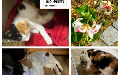 PROJEKT FELITI KASTRUJE – PŘÍBĚH č. 10061
Paní Milada je důchodkyně 76 let, ale…