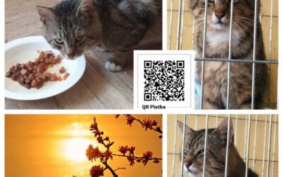 PROJEKT FELITI KASTRUJE – PŘÍBĚH č. 10062
Další z příběhů je od paní Zuzany.. M…